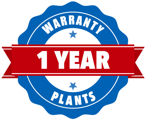 1 Year Warranty