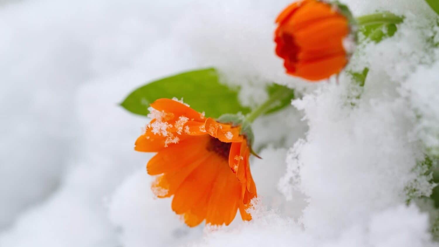 flowers in winter