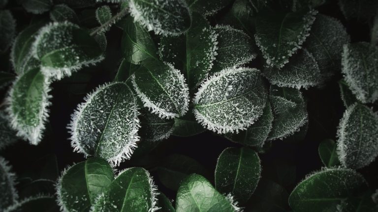 Frozen shrub