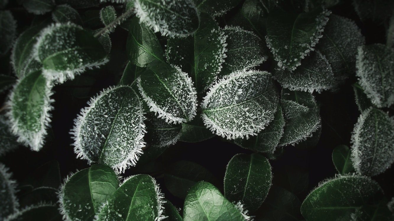 Frozen shrub