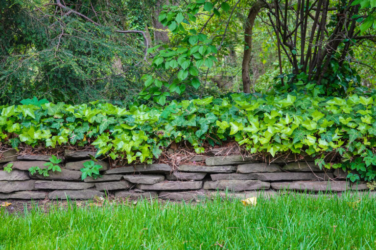 Flat stone wall in a garden with overflowing leafy vines