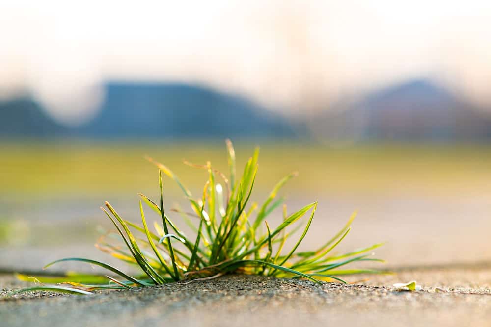Closeup detail of weed green plant growing between concrete pavement bricks in summer yard.