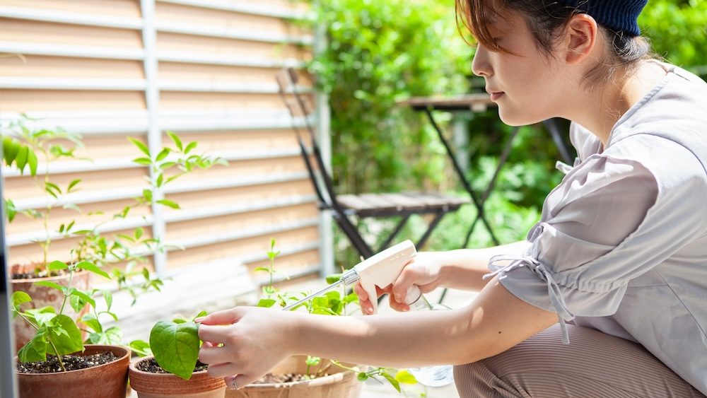 Watering potted plants