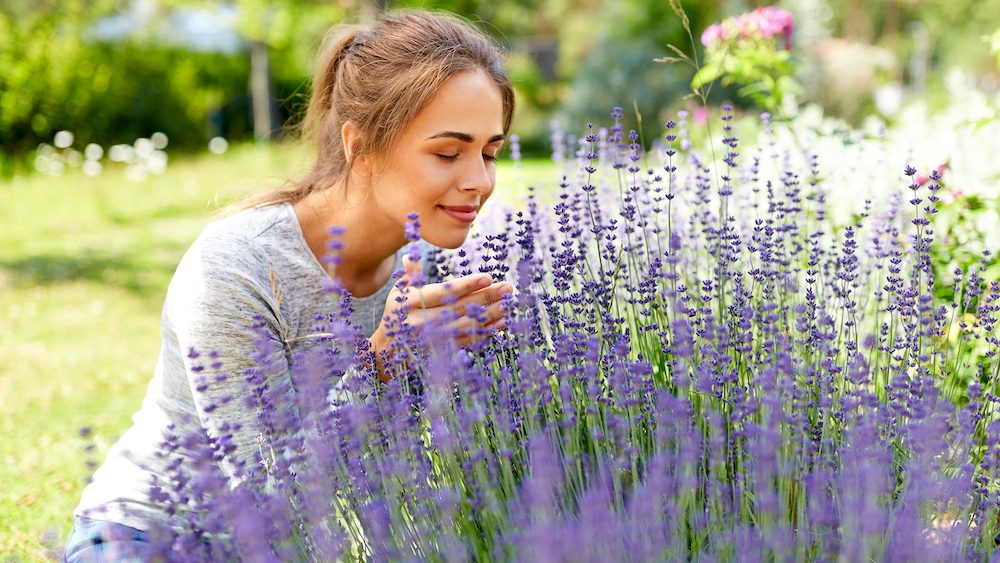 gardening and people concept - happy young woman smelling lavender flowers at summer garden