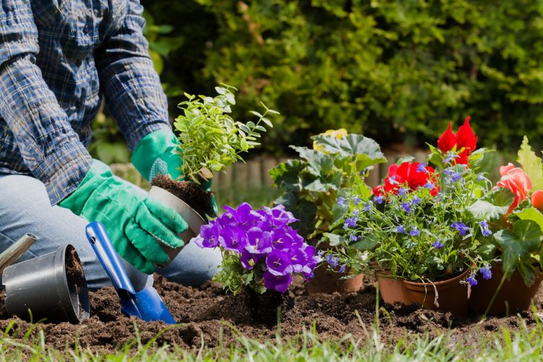 Planting flowers in the garden home