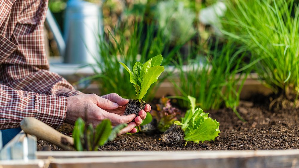 planting-veggie-garden