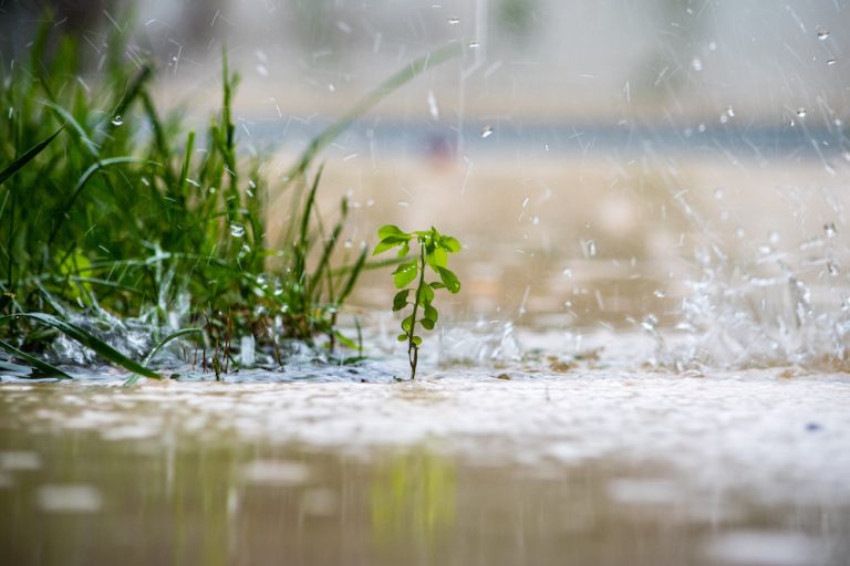 Close up of a green plant while it is raining.