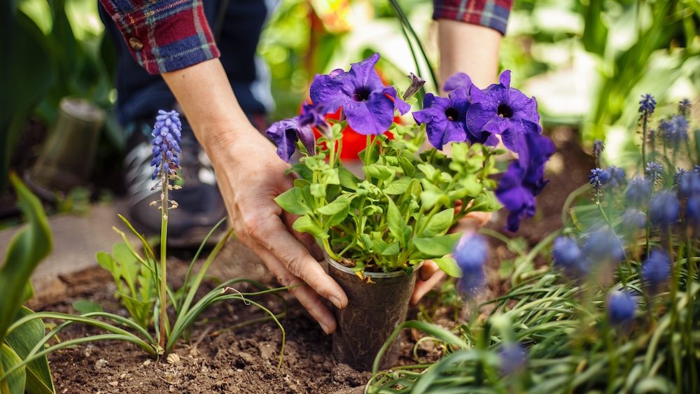 Closeup of woman's hands planting violet flower into the ground in her home garden helping with a trowel. A gardener transplant the plant on a bright sunny day. Horticulture and gardening concept