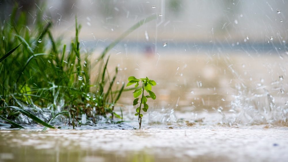 Close up of a green plant while it is raining.