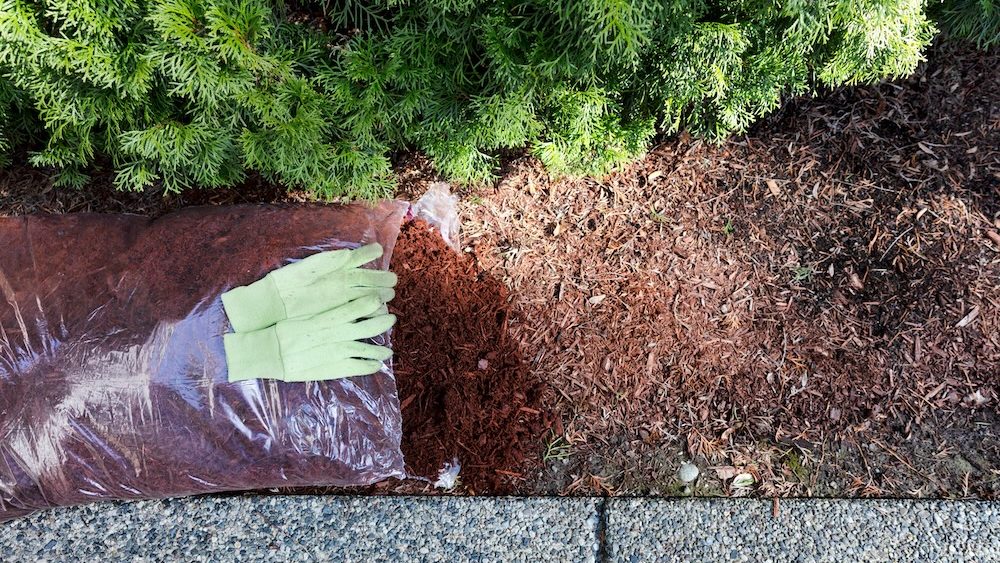 Replacing existing red bark mulch in shrubs with work gloves on top of open new bag