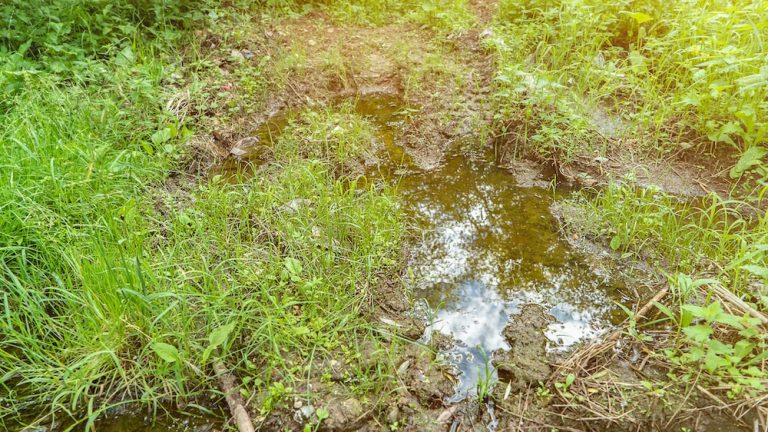 Puddle and mud on grassy ground on spring day closeup. Wet dirt after heavy rain. Countryside nature and weather. Water and clay soil on field