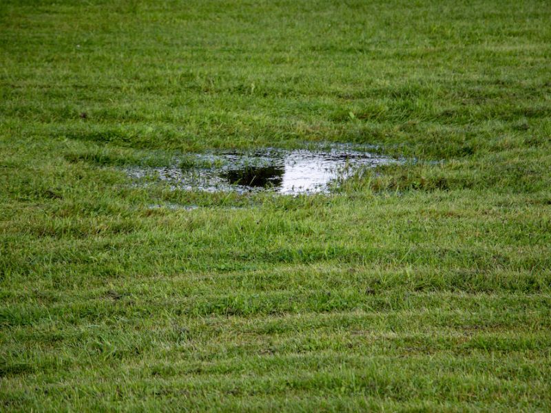 Green field. Puddle on the field. Yard drainage issue.